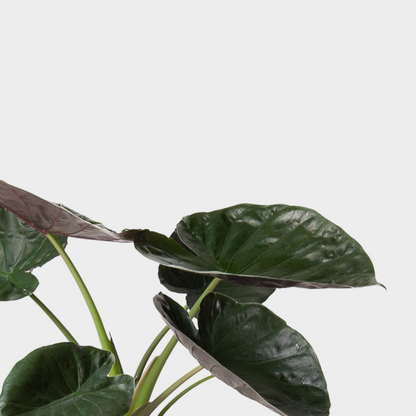Alocasia Wentii