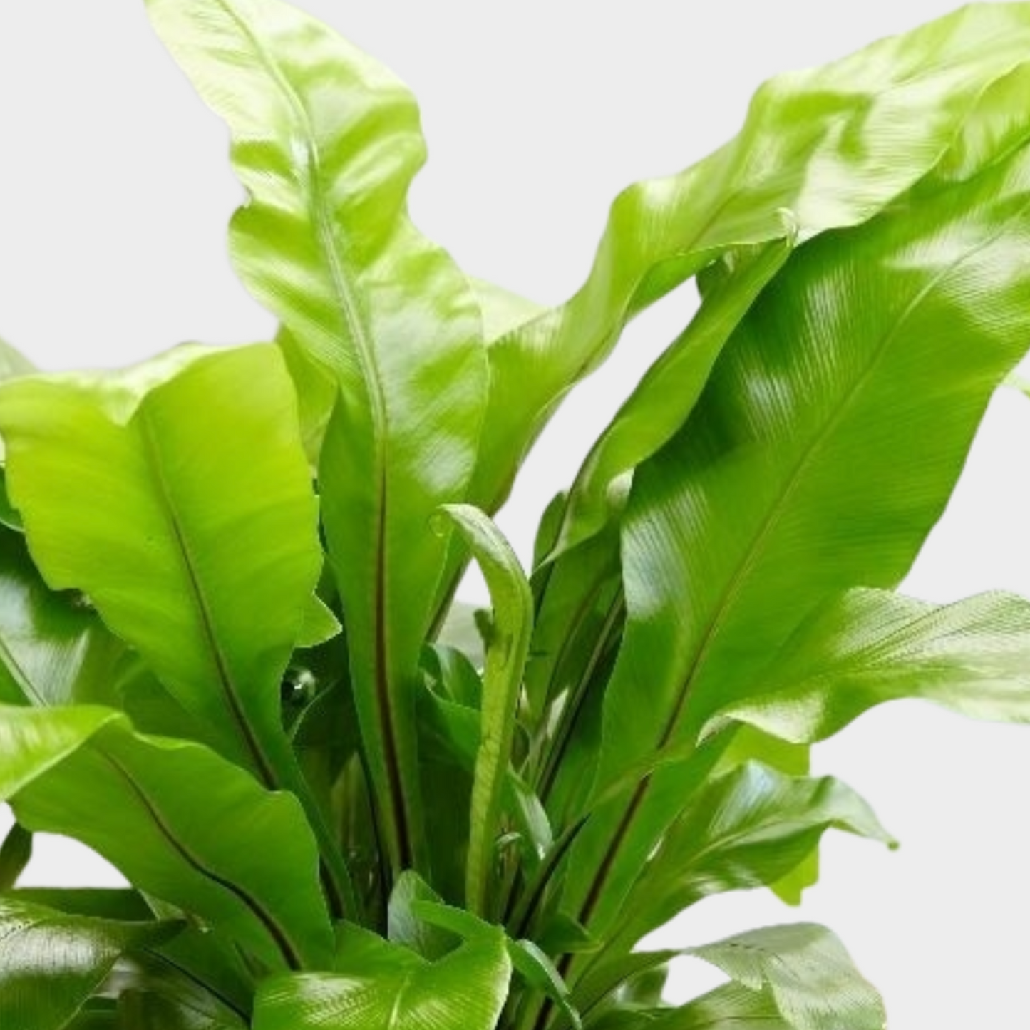 Asplenium