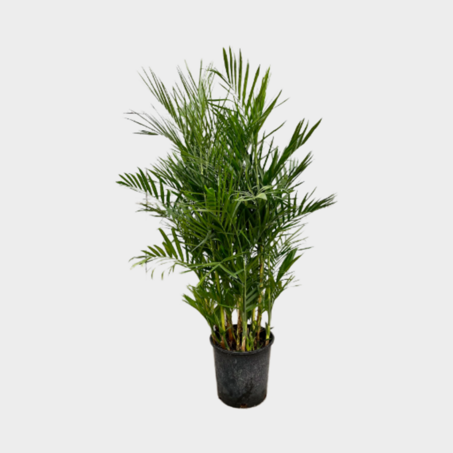 Chamaedorea Seifritzii