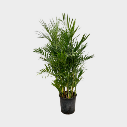 Chamaedorea Seifritzii