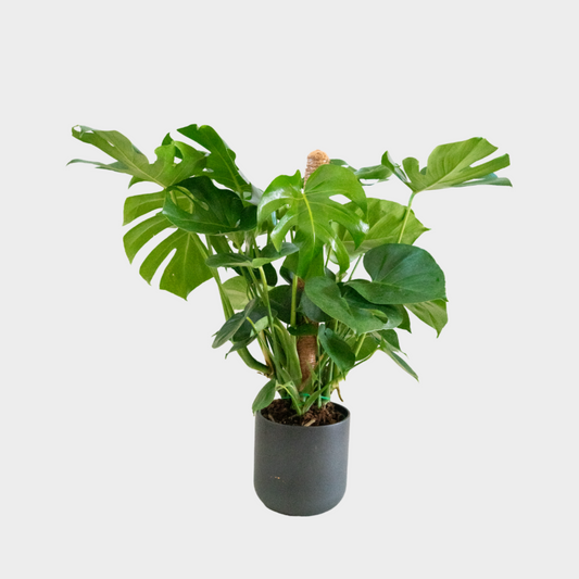 Monstera Tutor