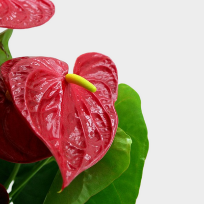 Anthurium