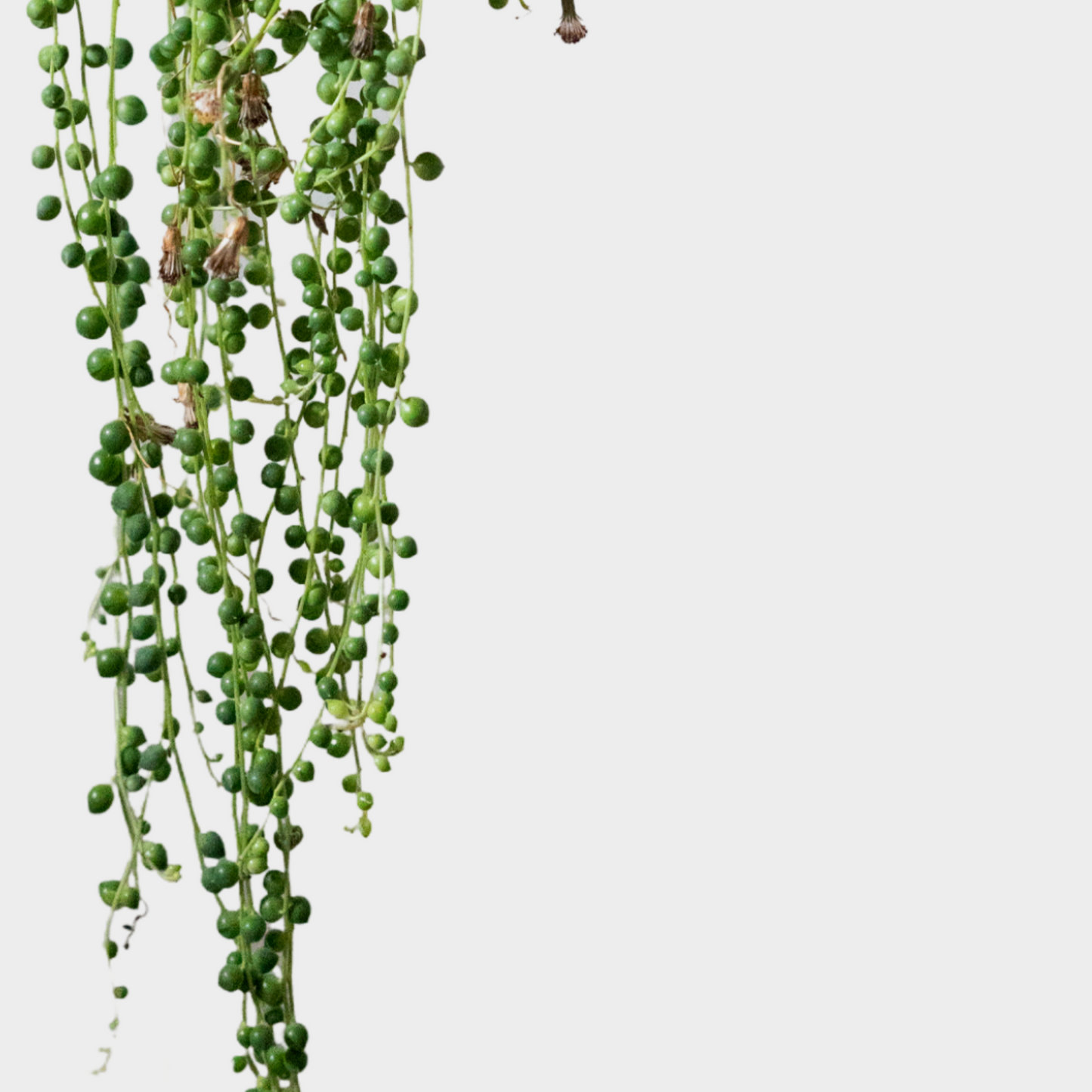 Senecio Bola Rowleyanus