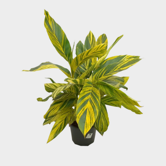 Alpinia
