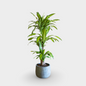 Dracaena Massangeana