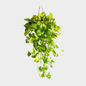Pothos Colgante