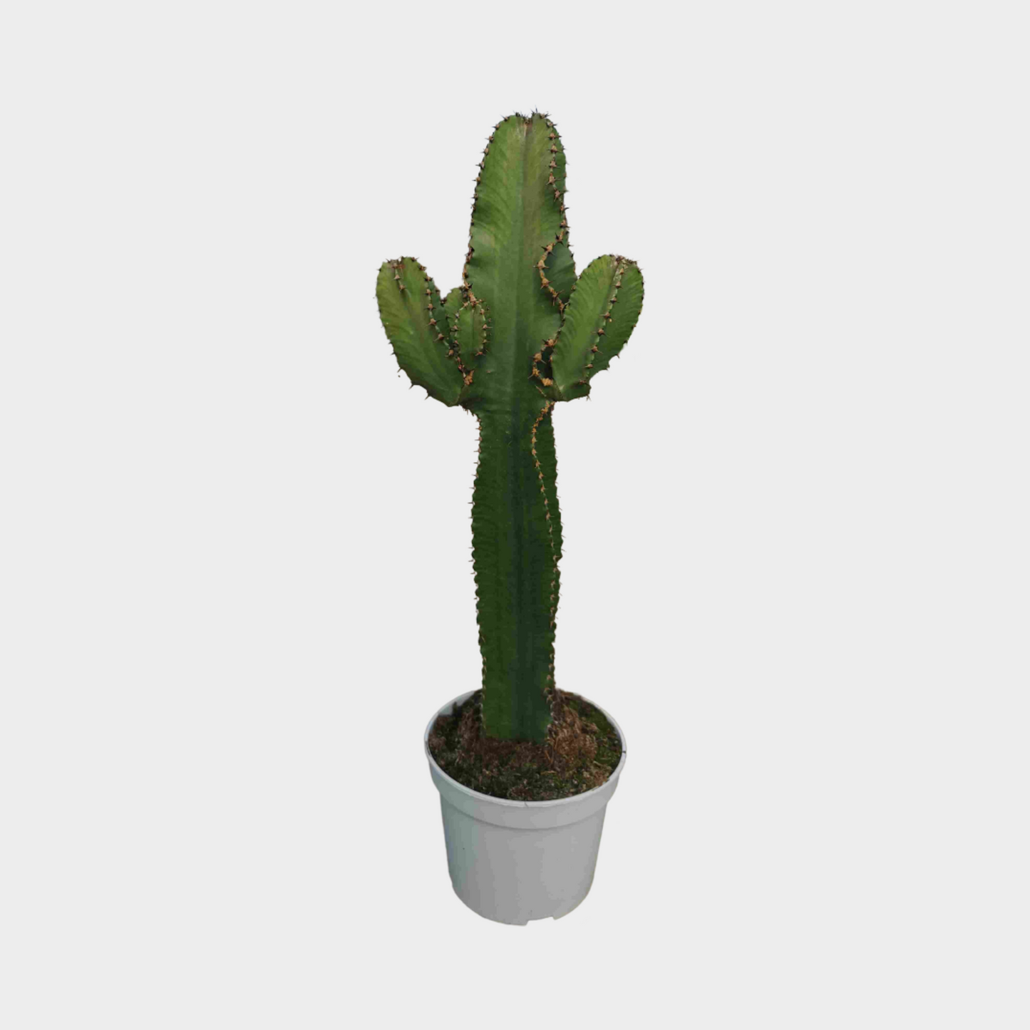 Euphorbia Ingens
