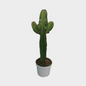Euphorbia Ingens