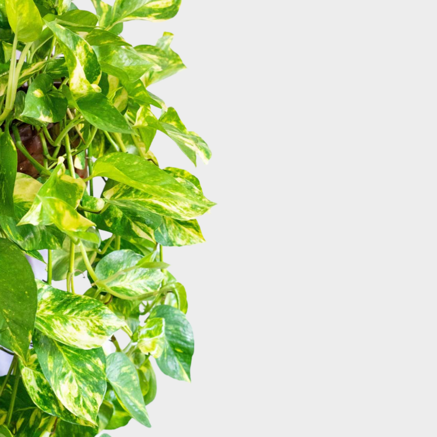 Pothos Colgante