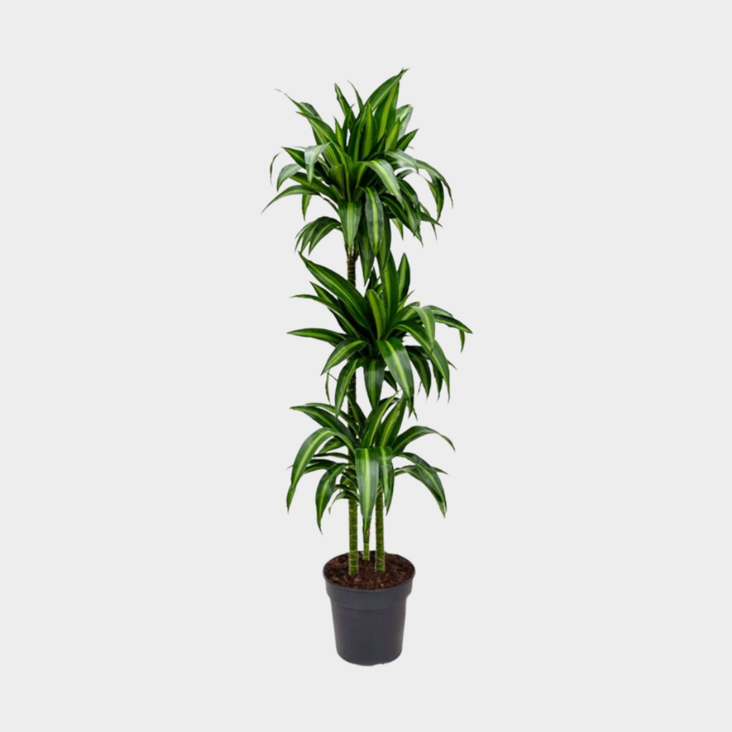 Dracaena Hawaii Sunshine