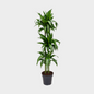 Dracaena Hawaii Sunshine