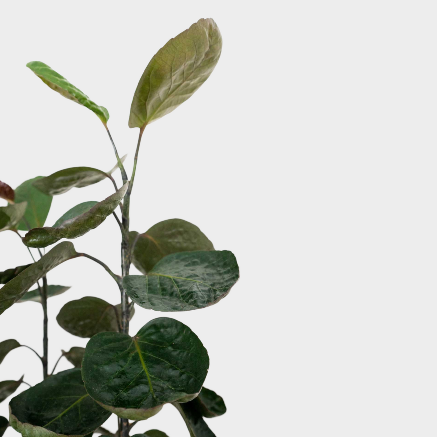Aralia Poliscia Fabian