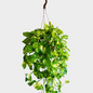 Pothos Colgante