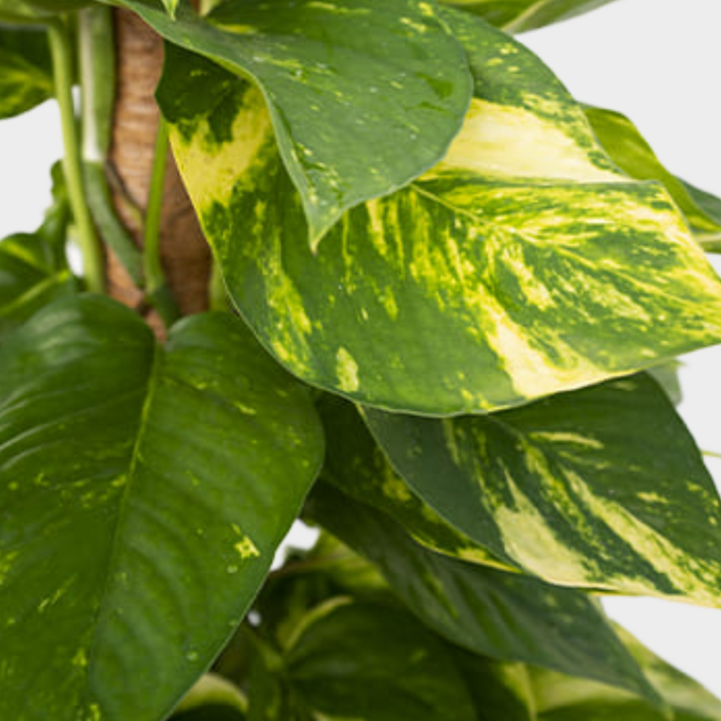 Pothos Tutor