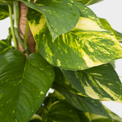 Pothos Tutor