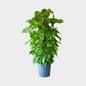 Pothos Tutor