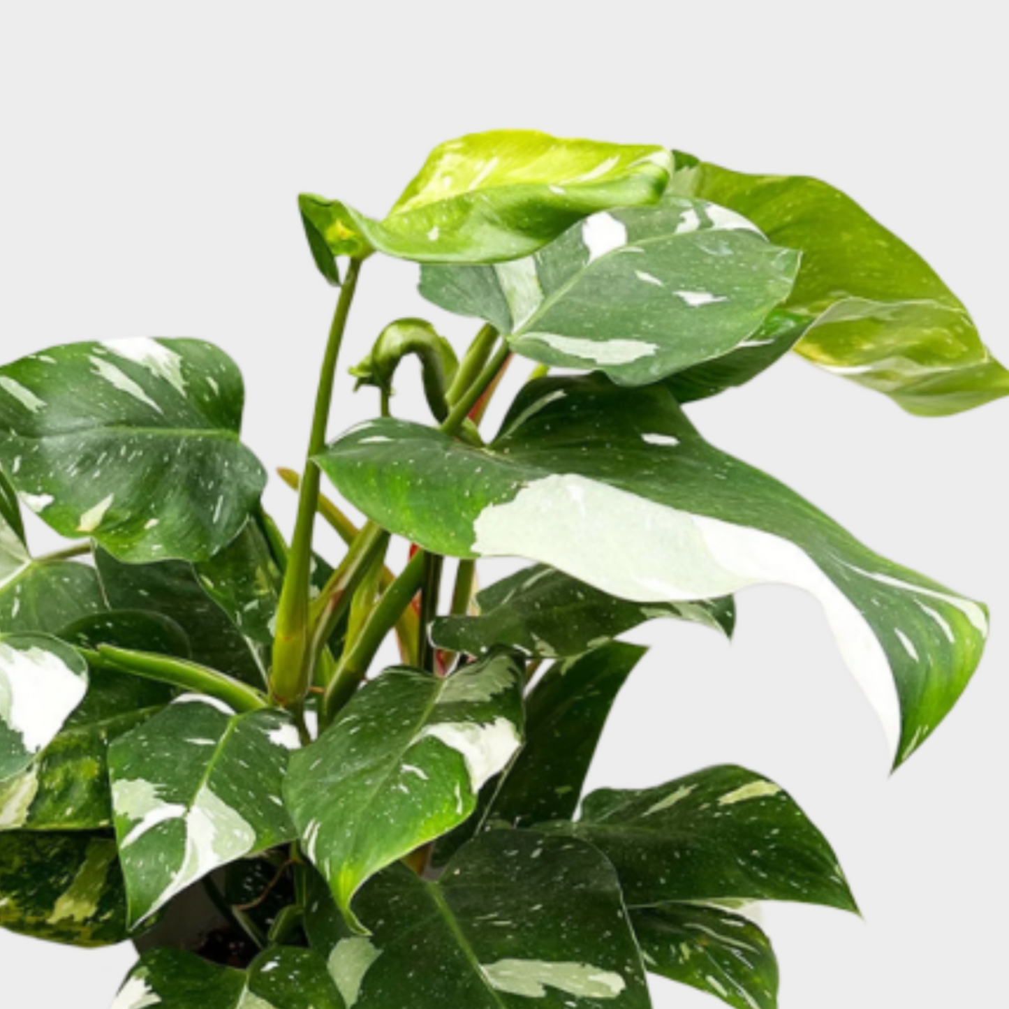 Philodendron White Princess