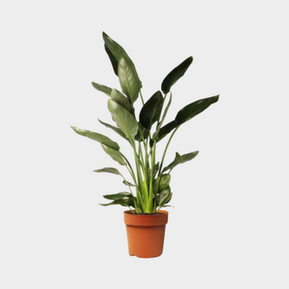 Strelitzia Reginae