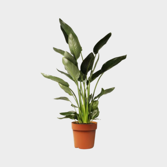 Strelitzia Reginae