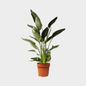 Strelitzia Reginae