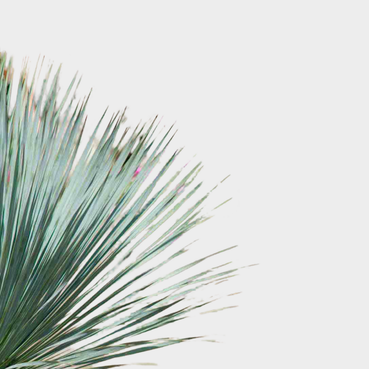 Yucca Rostrata