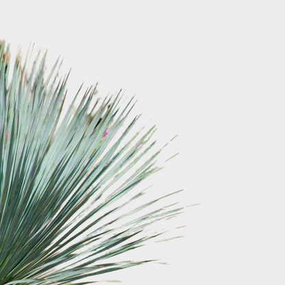 Yucca Rostrata