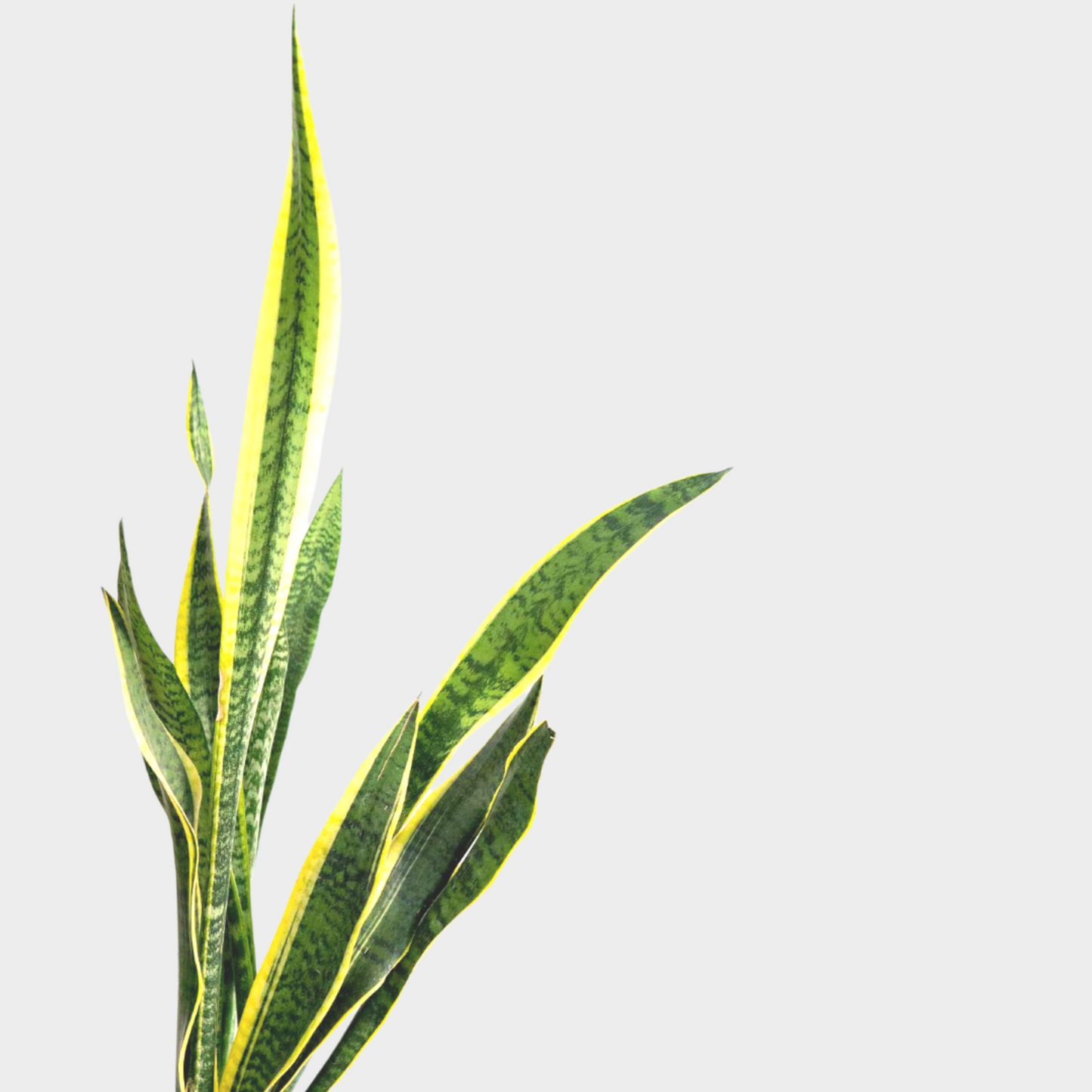 Sansevieria Laurentti