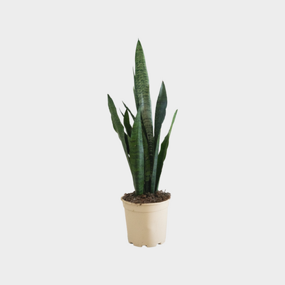 Sansevieria Zeilanica