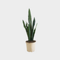 Sansevieria Zeilanica