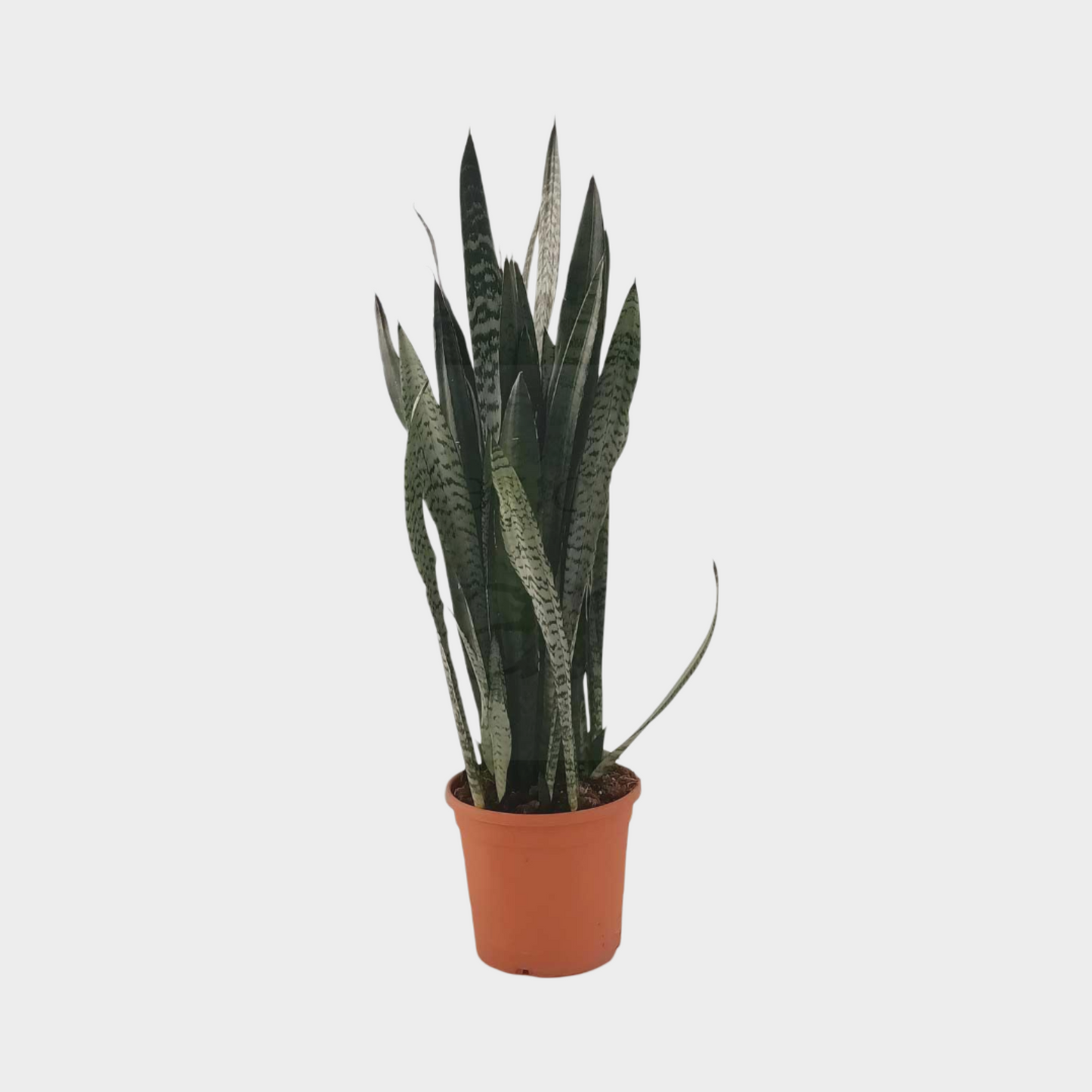 Sansevieria Zeilanica