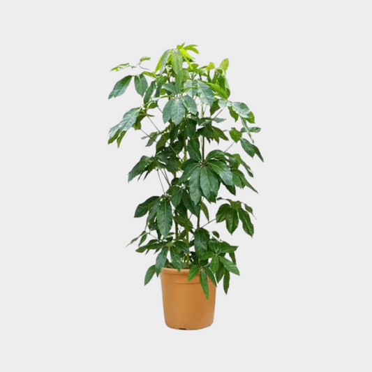 Schefflera Actinophylla
