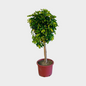 Schefflera Dalton Copa