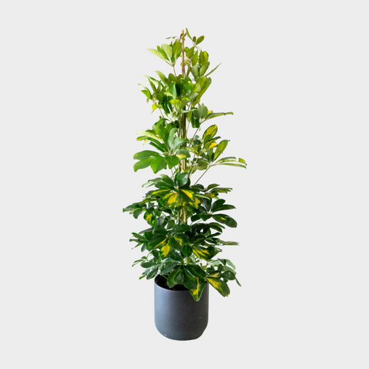 Schefflera Gold Capella