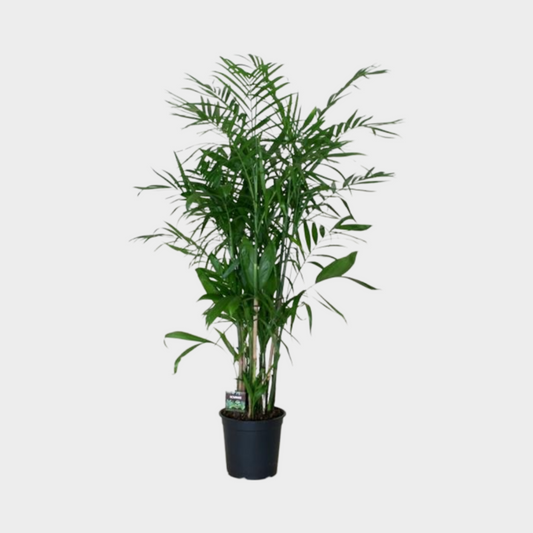 Chamaedorea Seifritzii