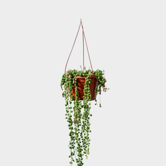 Senecio Bola Rowleyanus