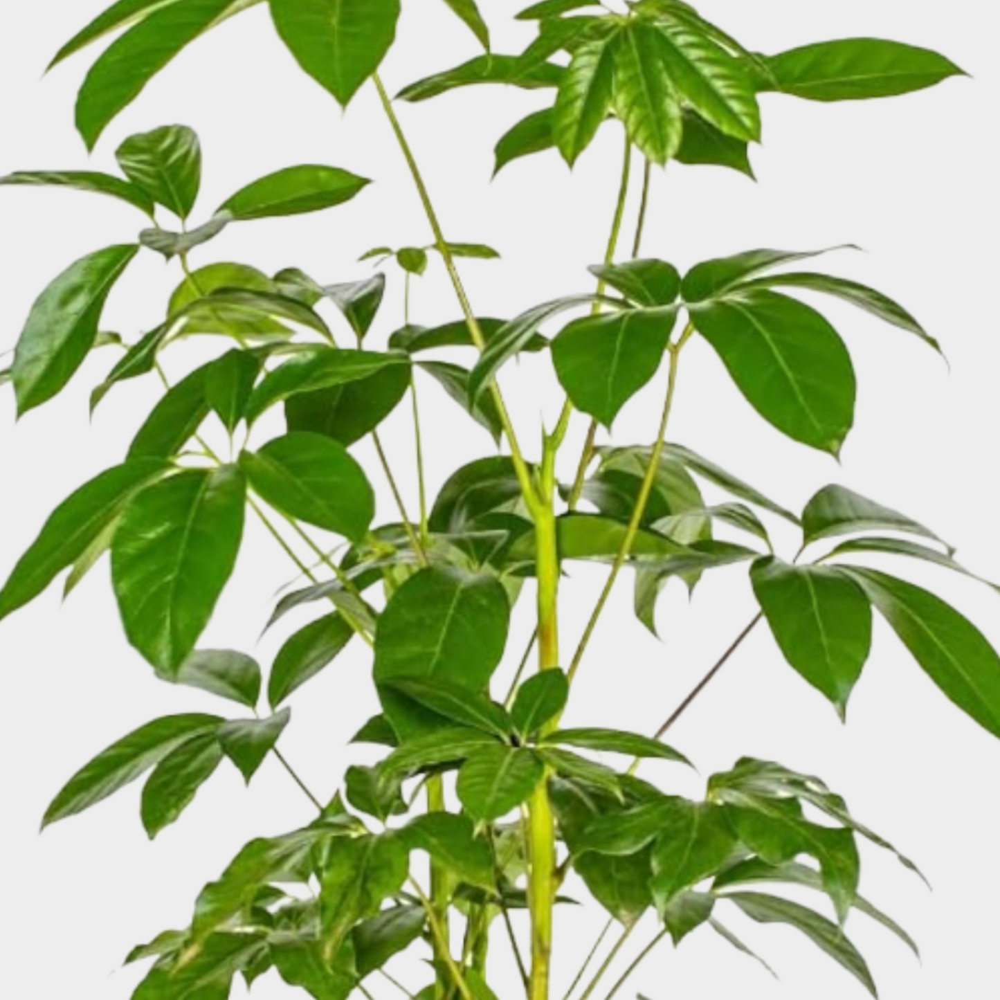 Schefflera Actinophylla