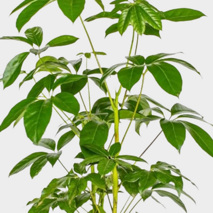 Schefflera Actinophylla