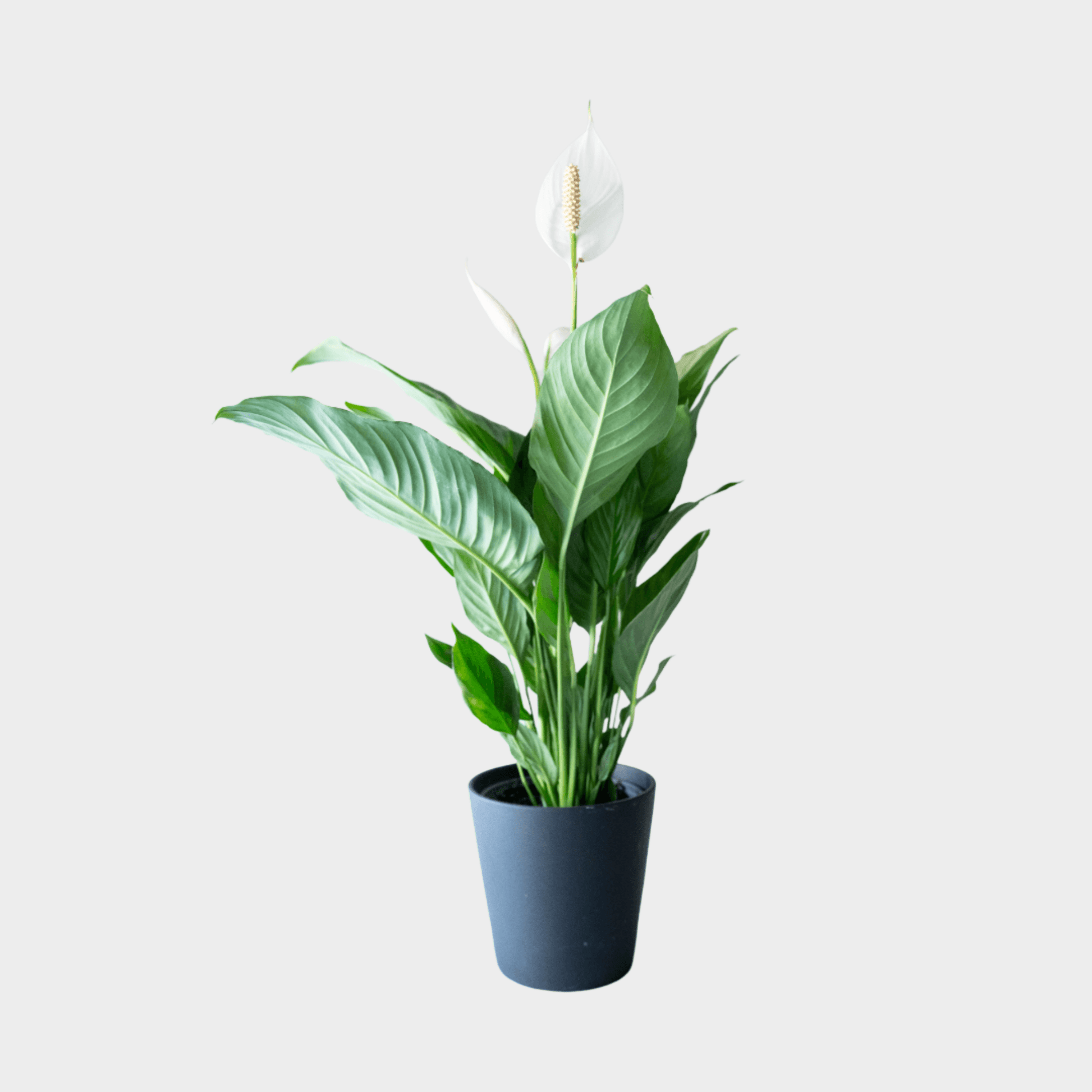Sphatiphyllum - Amathe Plantas