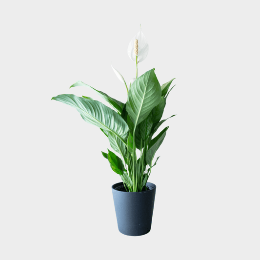 Sphatiphyllum - Amathe Plantas