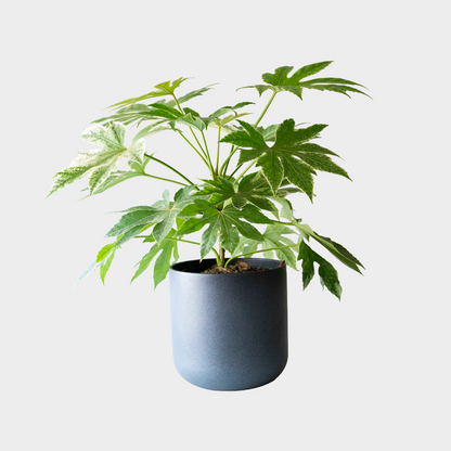 Aralia Spider Web