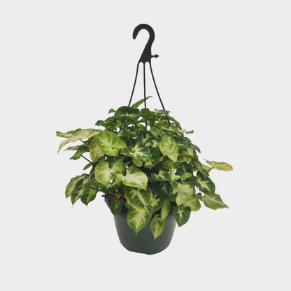 Syngonium Pixie
