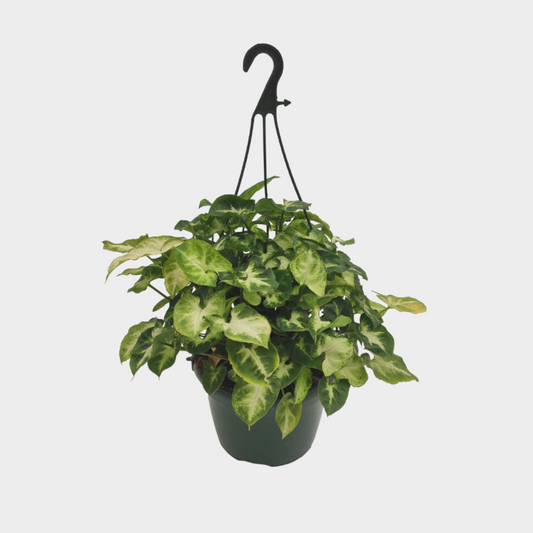 Syngonium Pixie