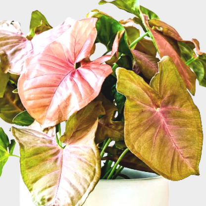 Syngonium Neon