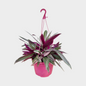 Tradescantia Spathacea