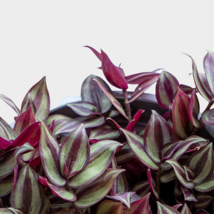 Tradescantia Zebrina