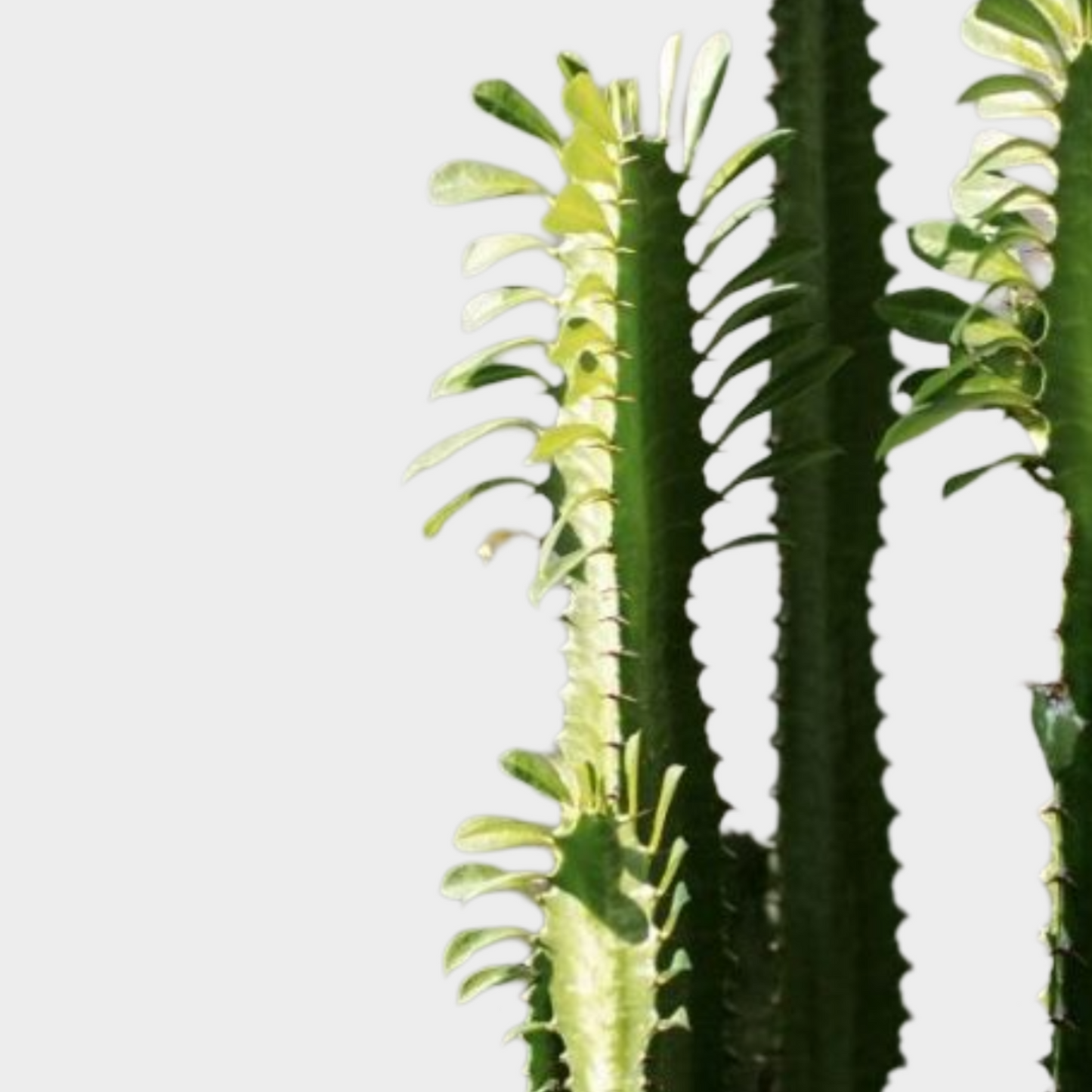 Euphorbia Trigona
