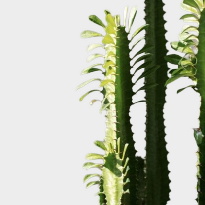 Euphorbia Trigona