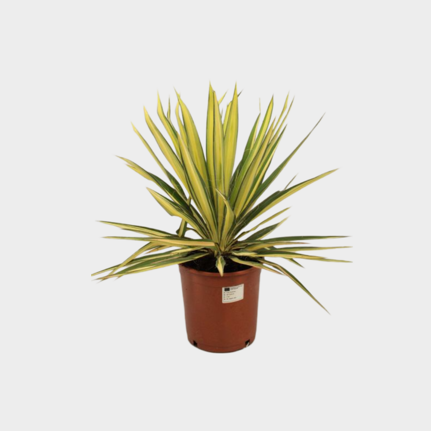 Yucca Filamentosa