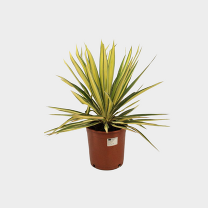 Yucca Filamentosa