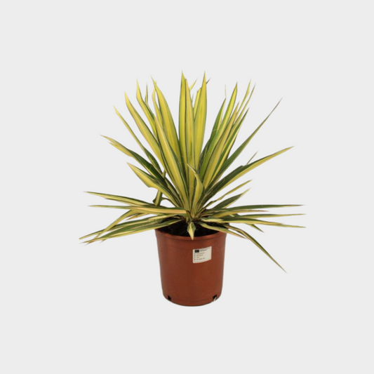 Yucca Filamentosa